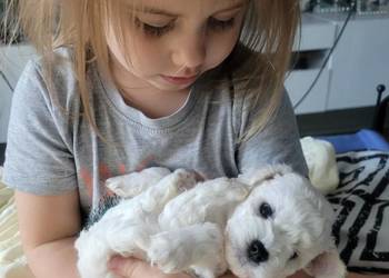 szczeniak bichon frise