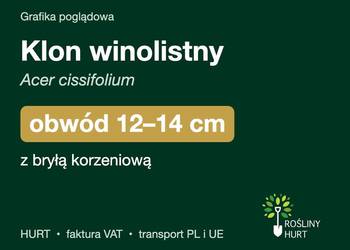 Klon winolistny (Acer cissifolium) obwód 12-14 cm, z bryłą – HURT