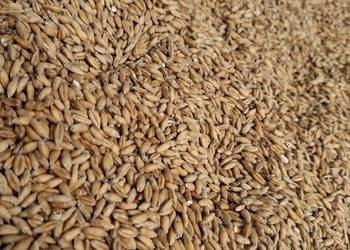 Pszenżyto zimowe zbiór 2025r Pszenżyto zimowe zbiór 2025r