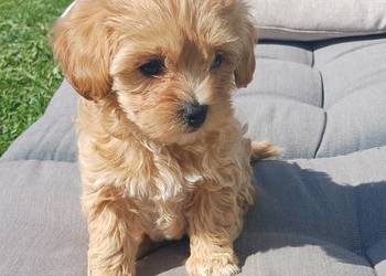 Maltipoo,malutka dziewczynka,gotowa do zmiany domku.