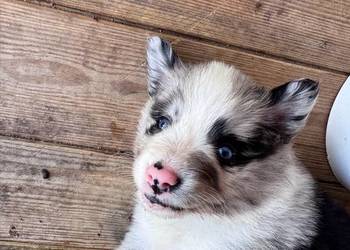 Piesek Border collie blue merle