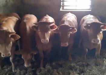 Jałówki LM 6szt,limousine, odsadki, odsady