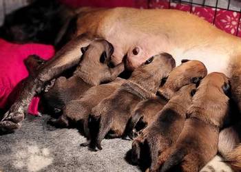 Owczarek belgijski malinois