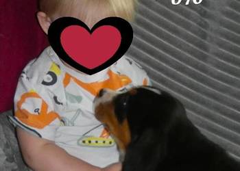 mamy szczeniaki sunie Duży Szwajcarski Pies Pasterski do odbioru