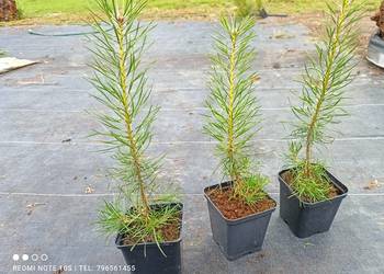 Pinus sylvestris var. mongholica 35-45 cm 4 zł Wrocław