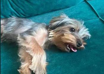 yorkshire terrier - piesek 9msc