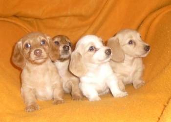 Jamnik długowłosy miniaturowy Dackel dachshund kremowy złoty łaciaty rudy