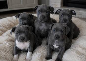 Amstaff blue