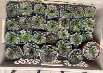 duże rojniki na skalniaki