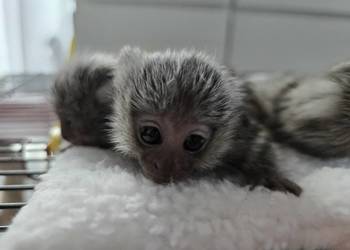 Marmozeta białoucha