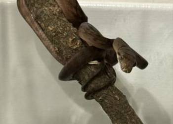 Pyton ametystowy samica