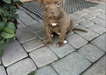 Sprzedam Szczeniaka American Pit Bull Terrier Red Nose