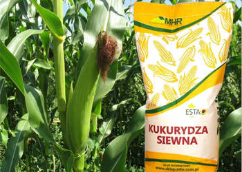 Materiał siewny kukurydza MHR Kosmo FAO 230
