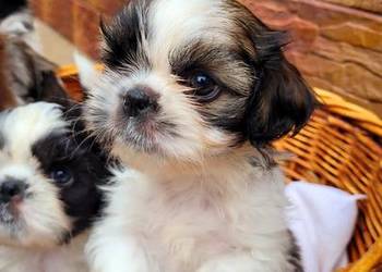 Śliczne Shih Tzu – maluchy wychowane w domu, czekają na Ciebie!