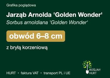Jarząb Arnolda 'Golden Wonder' obwód 6-8 cm, z bryłą – HURT
