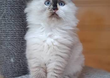 Kotka neva masquerade syberyjska szylkret tortie