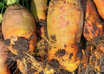 Buraki pastewne Buraki pastewne