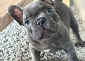 buldog francuski