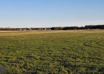 Wydzierżawię dobrze utrzymaną łąkę