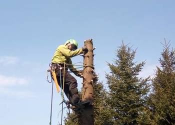 Wycinka,pielęgnacja drzew Rębak gałęzi Pracę z dostępu linow