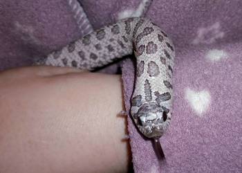 Heterodon: Samica Super Arctic Lavender het Albino, 2025