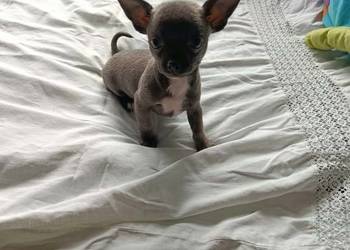 Śliczna szara suczka Chihuahua szuka kochającego domu!