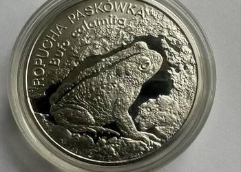 Moneta kolekcjonerska Ropucha Paskówka srebro