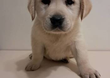Szczeniaki rasy labrador retriever