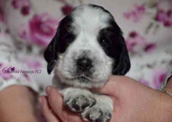 Cocker Spaniel Angielski-piesek niebiesko srebrny
