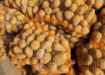 Ziemniaki jadalne i drobne Tajfun żółte, bardzo smaczne