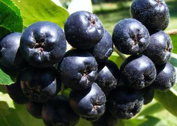 Sadzonki 3 LETNIE! 100cm! aronia czarna! Sadzonki ze szkółki