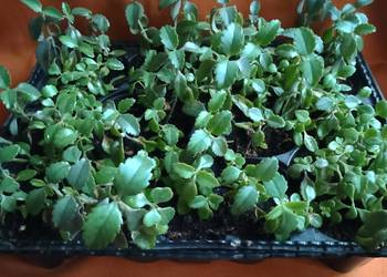 Żyworódka roślina do domowego leczenia.Kwiaty.