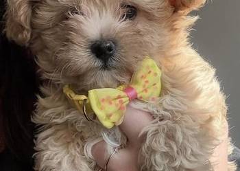 Maltipoo szczeniaczki malutkie  pudel toy/maltańczyk