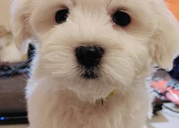 Maltańczyk,śliczny piesek