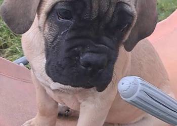 Cane coso szczenie suczka