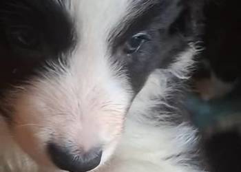 Piękny piesek border collie