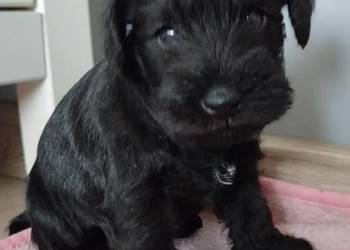 Sznaucer miniaturowy