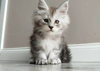 Joker kocur Maine Coon