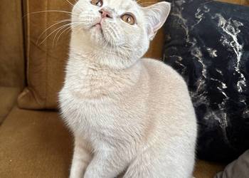 Kocur Brytyjski kremowy gotowy na zmianę domu FPL