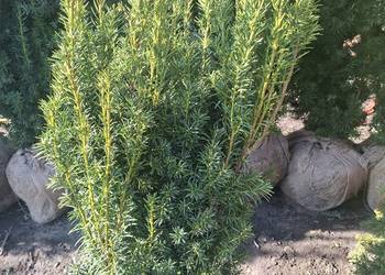 Cis Hicksi Szybkorosnący,Gęsty Żywopłot