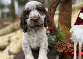 Jedyna taka! Wyjątkowa sunia Cocker Spaniel Angielski Liver Roan rodowód