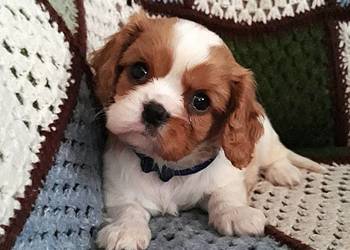 Samiec blenheim Cavalier king charles spaniel