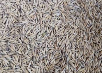 Owies opał pellet pelet