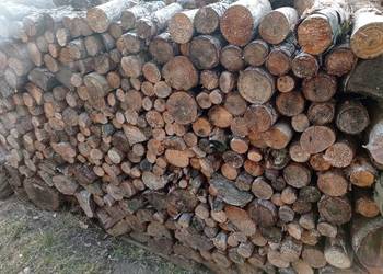 Sprzedam drzewo liściaste i sosnowe