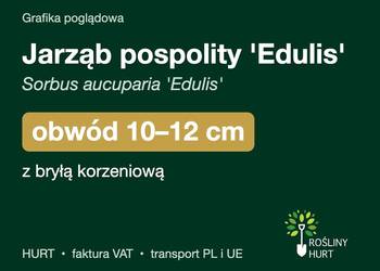 Jarząb pospolity 'Edulis' obwód 10-12 cm, z bryłą – HURT