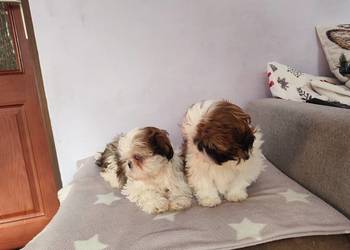 Shih Tzu śliczne sunie