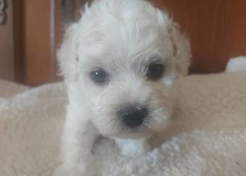 Bichon frise Fci