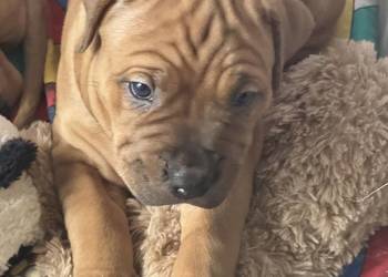 Rednos american Pit bull terrier - szczeniaki