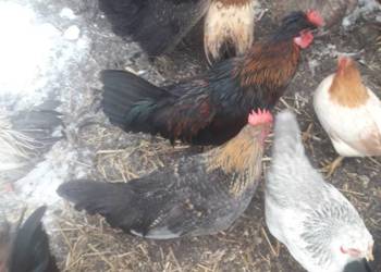 Kogutki zwykle kolorowe, liliputy i czubatki