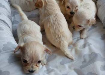 Maltipoo – szczeniaczki